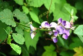 Image result for Crotalaria verrucosa
