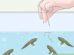 Tadpoles die from natural causes, injuries, contaminated food, contaminated water remember tadpoles are vegetarians and while they can have bloodworms occasionally as a source of protein it's best to avoid feeding it to them more. How To Care For African Clawed Frog Tadpoles 10 Steps