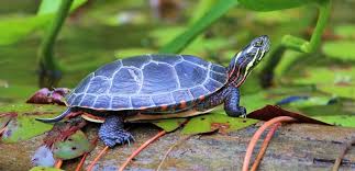 How to check if you parrot is male or female. Painted Turtle Facts And Beyond Biology Dictionary