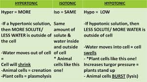 If an animal cell were placed in a hypotonic solution the likeliest result would be. Keystone Review Day 2 Cells Organelles Transport Homeostasis Mitosis Ppt Download