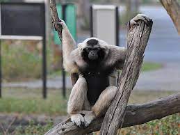 Pileated Gibbon Wikipedia, 49% OFF | www.formasup.fr
