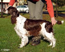 Image result for anglický špringršpaněl