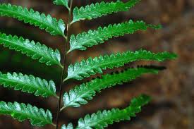 Image result for Blotiella trichosora