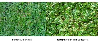 Rumput taman merupakan tanaman yang bisa adanya rumput taman bisa menjadi penyegar mata dan juga alas kegiatan earthing yang bisa kamu lakukan setiap pagi, atau bisa juga untuk piknik akhir. 3 Jenis Rumput Populer Untuk Taman Rumah Katamandor Com