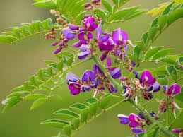 Image result for Millettia