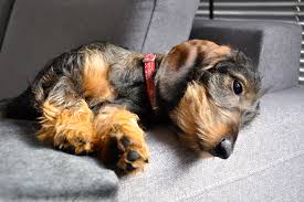 We breed for the best quality, temperaments, conformation and socialized, show or pet miniature/tweenie dachshunds to fit your homes and family! Do Dachshunds Shed I Love Dachshunds