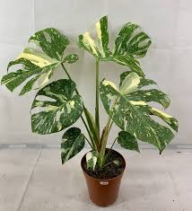 Monstera Thai Constellation Goliath Growjungle Nl Variegated Plants House Plants Planting Flowers
