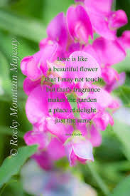 31 love is like a flower quotes. Helen Keller Love Flower Quote Pink Flower By Rockymountainmajesty 10 00 Flower Quotes Love Flowers Pink Flowers