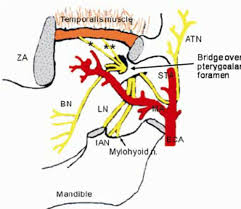 Shahab shahid mbbs • reviewer: The Existence Of The Pterygoalar Foramen And The Neigh Bouring Download Scientific Diagram