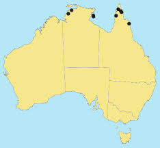 Image result for Coelachne