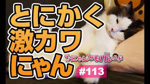 猫動画】とにかく激カワにゃん〜にゃんともパレード〜 - YouTube