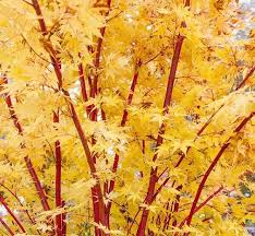 Acer Palmatum Sango Kaku Coral Bark Maple