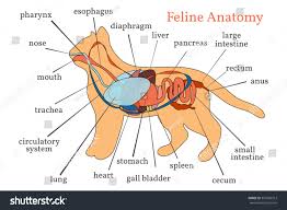 Humans Internal Body Parts Name Internal Parts Of Human Body