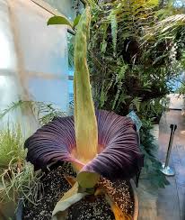 Pan grzegorz, który sprowadził je do polski, nie mógł zapewnić mu odpowiednich warunków. Npaw 8p8xiqcem