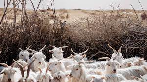 The Origin Of Loro Piana S Rare Baby Cashmere