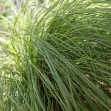 Image result for Eragrostis caespitosa