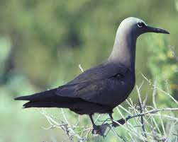 Black And White Bird Florida Black Noddy Bird Life List Florida Birding Sea Birds