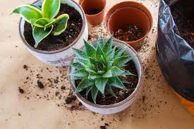 Succulents have adapted to getting by with little water at a time. Help Your Succulents With The 10 Best Fertilizer For Succulents Plant And Lights