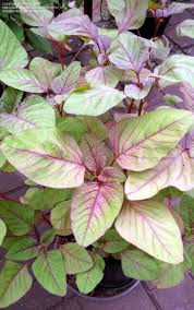 Image result for Amaranthus dubius