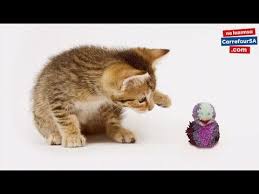Kediler Icin Orgu Ipinden Oyuncak Nasil Yapilir Youtube Cats Animals Fox