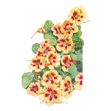 Image result for Nasturtium
