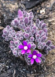 Image result for Raphionacme hirsuta