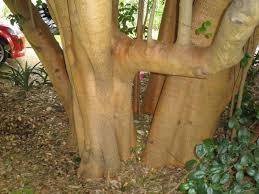 Image result for Elaeodendron croceum