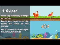 Pernahkah kamu melihat ayam atau burung yang mengerami telurnya? Perkembangbiakan Hewan Secara Generatif Ovipar Vivipar Dan Ovovivipar Youtube