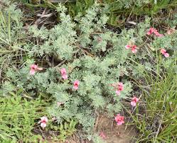 Image result for Indigofera hedyantha