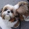The maltese shih tzu temperament is generally more placid and tolerant than the maltese. 3
