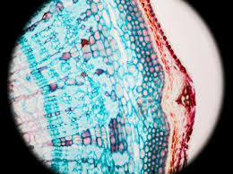 We did not find results for: Observing Cork Cells Under The Microscope Microscope Club