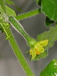 Image result for Kedrostis foetidissima