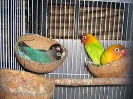 Categories burung lovebird, ternak burung, tips tags beternak lovebird, indukan lovebird, lovebird bertelur, lovebird. Cara Poligami Love Bird 1 Jantan 3 Betina
