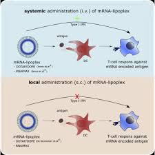 Mrna vaccines are a new type of vaccine to protect against infectious diseases. The Opposing Effect Of Type I Ifn On The T Cell Response By Non Modified Mrna Lipoplex Vaccines Is Determined By The Route Of Administration Molecular Therapy Nucleic Acids