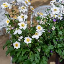 Image result for Anemone transvaalensis