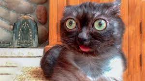 Funniest Dogs And Cats Awesome Funny Pet Animals Life Videos Cutedogsandcats Funny Cute Cats And Dogs Cat And Dog Videos Funny Animal Pictures