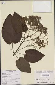 Image result for Carpodiptera africana