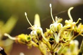 Image result for Vangueriopsis lanciflora