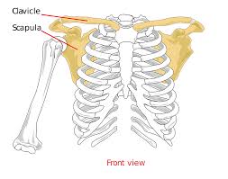 The top of the humerus is shaped like a ball. Clavical Scapula Shoulder Free Vector Graphic On Pixabay