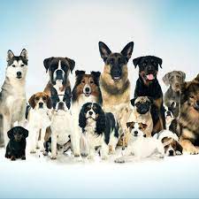 3 Best Dog Breeds for Kids in 2023