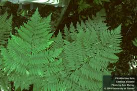 Image result for Ctenitis