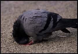 As others have said, take the minivan that says parque nacional sajama outside restaraunt capitol in patacamaya. Everything Is Celebrating Allah Which Of Your Lord S Favours You Deny Nur Muhammad Realities Biography Islam Allah Haqiqat Al Muhammadia