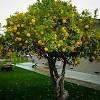 The new zealand lemonade is in a class all in its own! 1