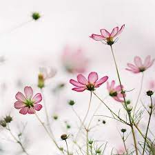 Cosmos By Ditao Via Flickr Beautiful Flowers Cosmos Flowers Pretty Flowers