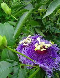 Pattern with delicate peony flowers and orchids. Planting A Garden With Purple Tropical Flowers Dengarden