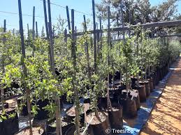 Image result for Pappea capensis