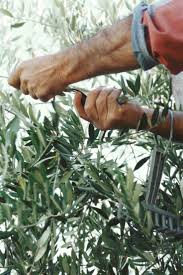 Olivier En Pleine Terre Arbre Olivier Arbre Arbre D Ornement