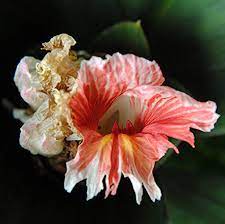 Pin On Flowers Garden