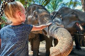 520+ Tame Elephant Stock Photos ...