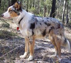 Pin On German Coolie Dog